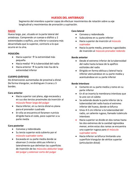 Partes Del Antebrazo 2