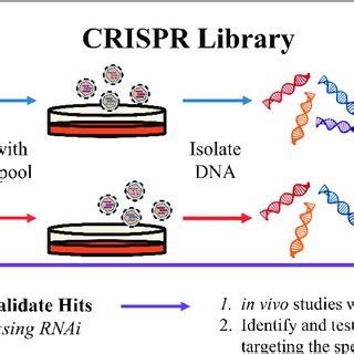 Crispr Cas Library