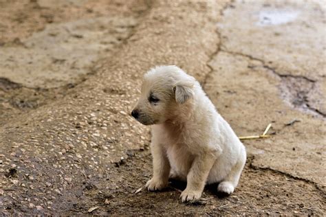 puppy    dont   canine hq