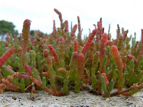 Plant – Beaded Glasswort – Barwon Bluff