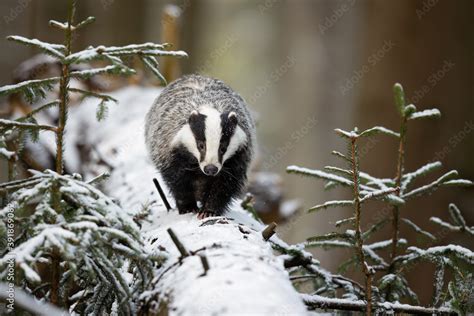 The European Badger Meles Meles Also Known As The Eurasian Badger