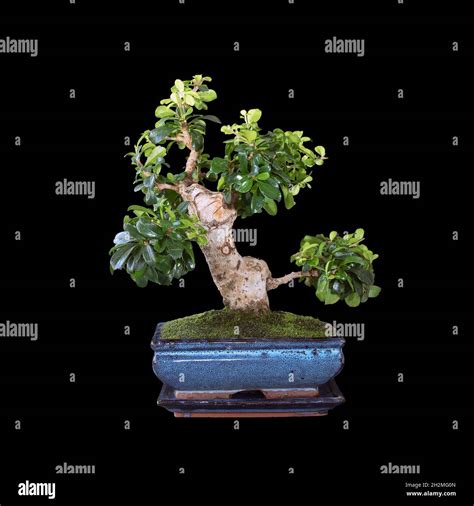 Beautiful Carmona Retusa Bonsai Over Dark Background Fukien Tea Tree