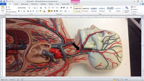 BIO 348 Cardiovascular Check Off Flashcards Quizlet