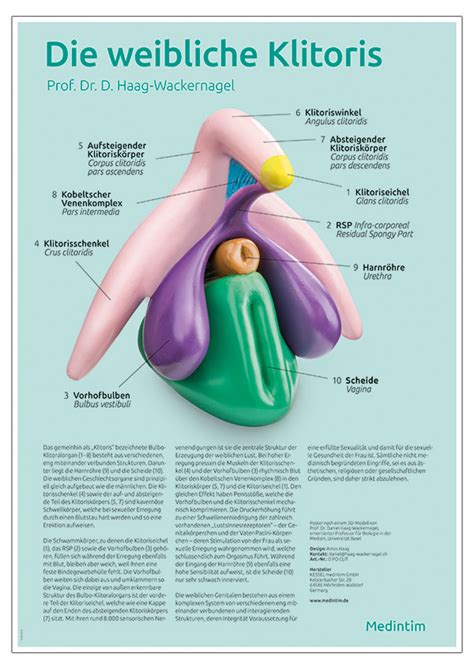 Anatomische Modelle