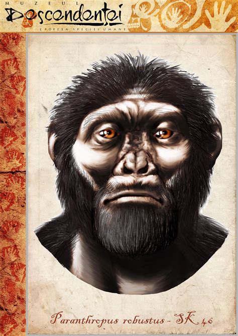 Paranthropus robustus - SK 46 - reconstruction by Eduard Olaru | Preistoria