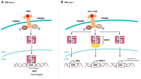 Cancers Free Full Text MHC Class I Downregulation In Cancer