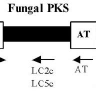 Restriction Map Of The Cloned Kb Bamhi Kpni Fragment And