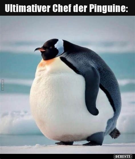 Pinguin Bilder Lustig Kostenlos DEBESTE De