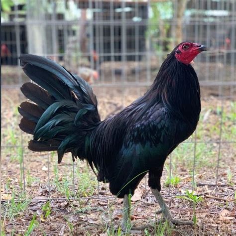 Arriba Foto Como Se Aparean Los Gallos Y Las Gallinas Lleno