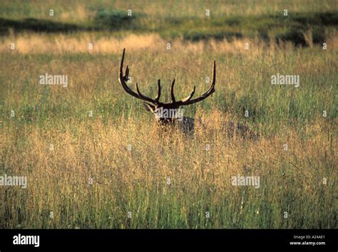 Elk in Yellowstone Stock Photo - Alamy