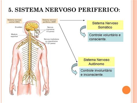 Sistema Nervoso Periferico Mapa Mental Fdplearn