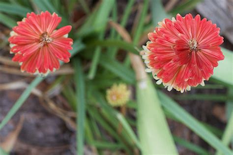 Безплатна снимка : цвете, венчелистче, билка, ботаника, флора, диви ...