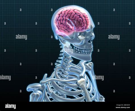 Human Skeleton And Brain Artwork Stock Photo Alamy