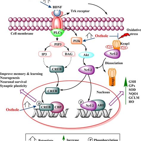 Postulated Modulation Of Bdnf Trkb Signaling Mediated Pi K Akt