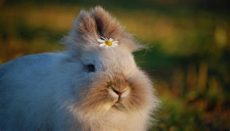 Mini Lop Rabbit Colors,Care,Lifespan, Breeders, and Size