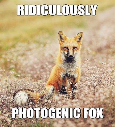 What Does The Fox Say Meme Funny