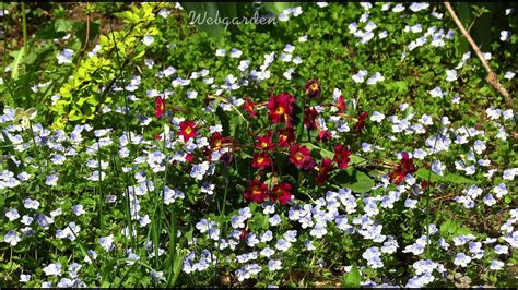 Цветник в мае - YouTube