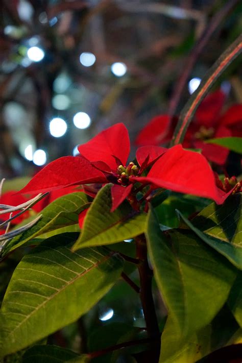 Poinsettia Wallpapers Wallpapers