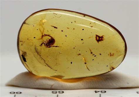 Scorpion In Rare Cretaceous Amber