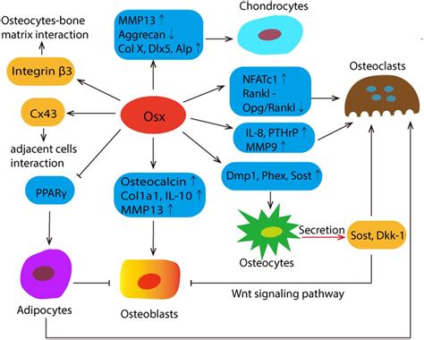 Frontiers Recent Advances Of Osterix Transcription Factor In