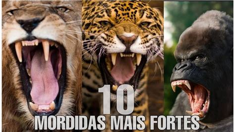 Felino Com A Mordida Mais Forte