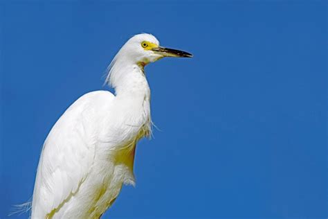 Premium Photo | Great egret closeup in its natural habitat