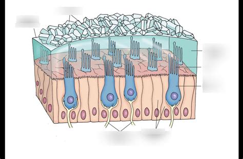 Exercise 12 - Otolithic Membrane Diagram | Quizlet