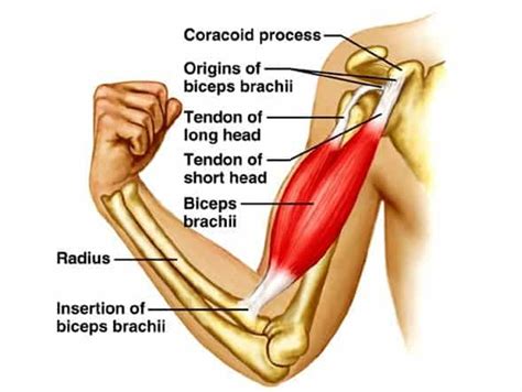 Biceps Tendonitis Treatment With Massage And 3 Exercises