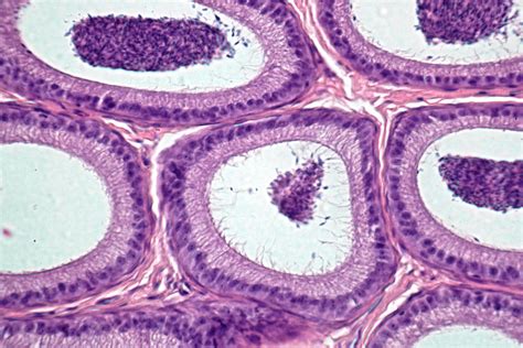 Atlas De Histologia Tecido Epitelial Pseudoestratificado