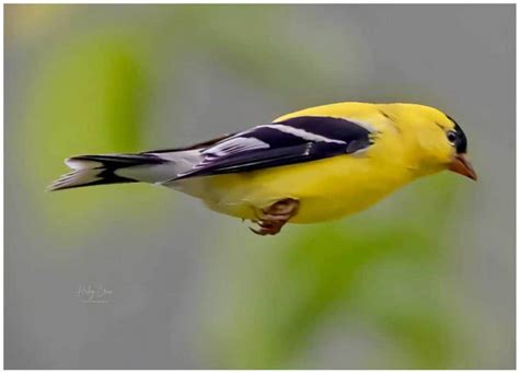 Goldfinch Migration + When They Migrate in Your Area