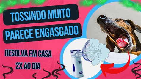 Cachorro Tosse Seca Sem Parar Parece Engasgado O Que Fazer Em Casa