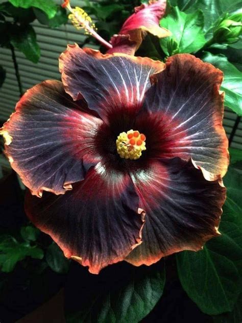 Black Rainbow Hibiscus Planting Flowers Flowers Perennials Unusual