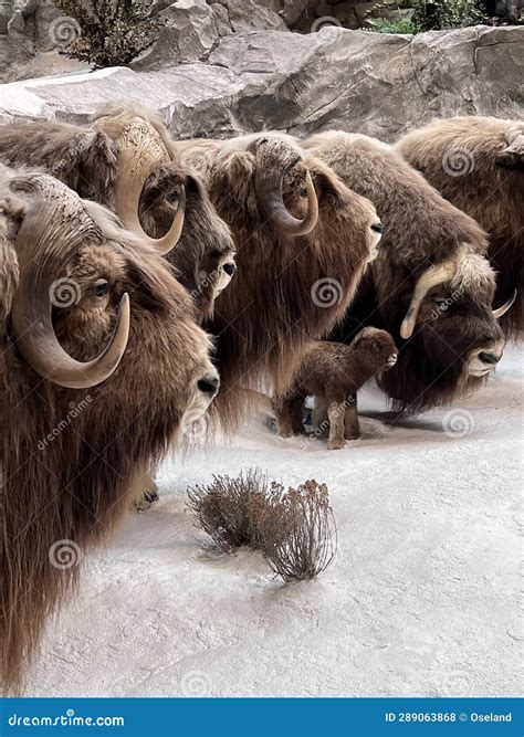 Muskox Scientific Name Ovibos Moschatus Editorial Stock Photo Image