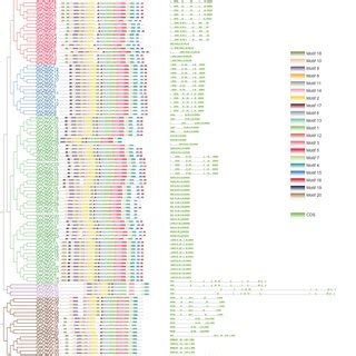 Phylogenetically aligned conserved motif and gene structure analysis of ... 