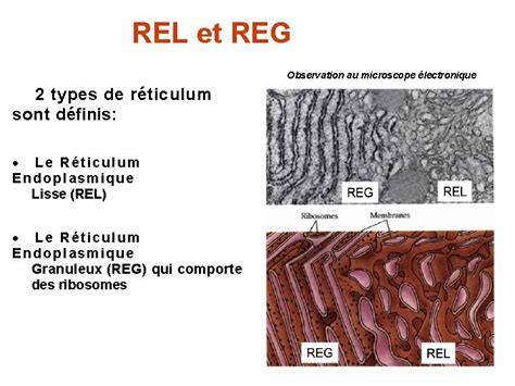 Reticulum Endoplasmique Appareil De Golgi Le Systme Endomembranaire