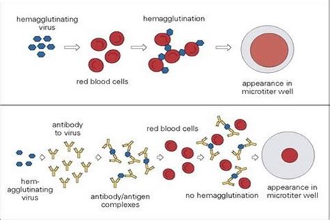 Haemagglutination Assay Viral Quantitation Microbiology Notes