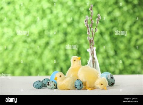 Cute Chickens Easter Eggs And Pussy Willow Branches On Table Outdoors Stock Photo Alamy