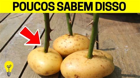 Como Fazer MUDA DE ROSA Uma BATATA Dessa Maneira Ela Vai