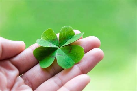 5 Fortunate Shamrock Details for St. Patrick's Day - Batang Tabon