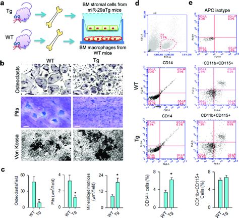 Osteoclast Formation Capacity Of Bone Marrow Macrophages In