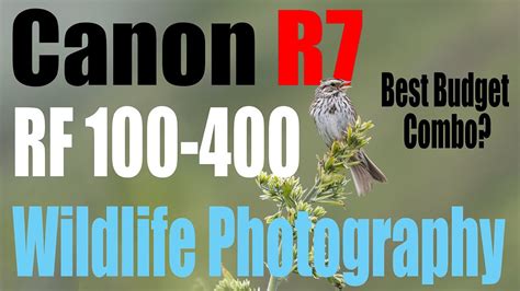 Canon R Affordable Wildlife Lens Reviews Canon Rf Is This