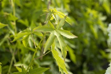 Liquidambar Styraciflua Worplesdon Amberbaum Worplesdon Park Der