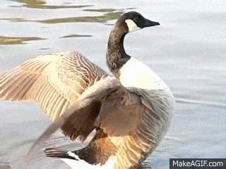 Goose GIF - Find & Share on GIPHY