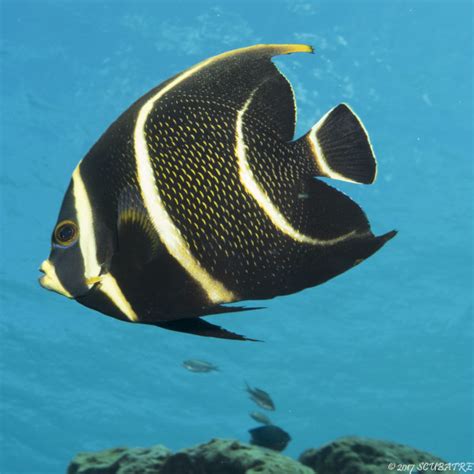 Juvenile French Angel Fish | Scubatrek Underwater Videography and ...