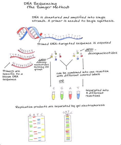 Docencia Microbiolog A Umhsecuenciaci N Del Amplic N Pr Cticas