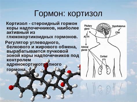 Гормон Кортизол: суть, свойства, методы борьбы