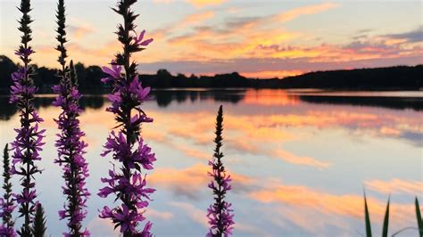 Purple Flowers, Lake, Sunset, Clouds