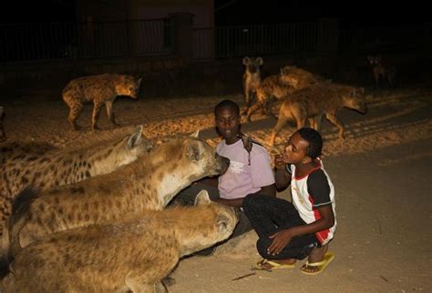 Hyena feeding - Welcome Ethiopia Tours