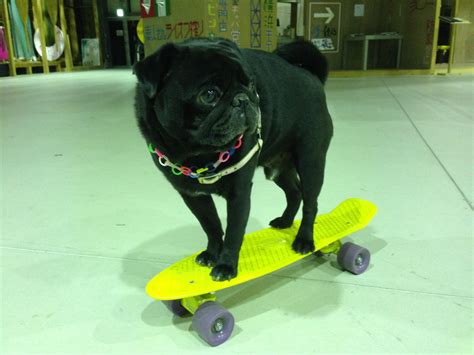 My Pug On A Penny Skateboard Ifttt2o9nyvl Penny Skateboard