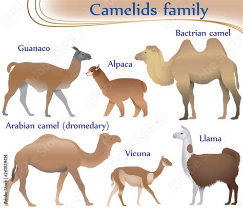 List 94 Pictures Llamas Alpacas Guanacos And Vicunas Are Relatives Of